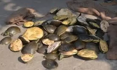 Jharkhand: कछुआ तस्करी का भंडाफोड़, तीन तस्कर गिरफ्तार
