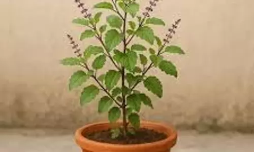Tulsi Pujan Diwas 2025: तुलसी पूजन दिवस कब मनाया जाएगा 24 और 25 दिसंबर, जानें सही डेट और पूजा नियम Tulsi Pujan Diwas 2025: तुलसी पूजन दिवस कब मनाया जाएगा 24 और 25 दिसंबर, जानें सही डेट और पूजा नियम