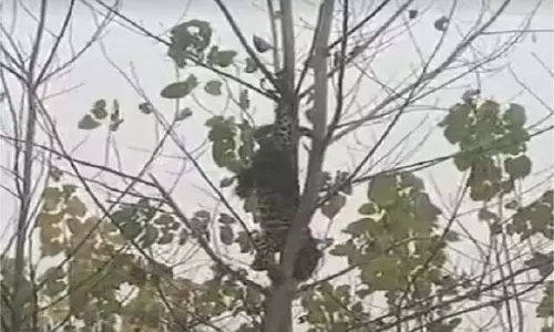Uttarakhand: घंटों तक पेड़ पर उल्टा लटका रहा तेंदुआ, वन विभाग की टीम मौके पर पहुंची Uttarakhand: घंटों तक पेड़ पर उल्टा लटका रहा तेंदुआ, वन विभाग की टीम मौके पर पहुंची