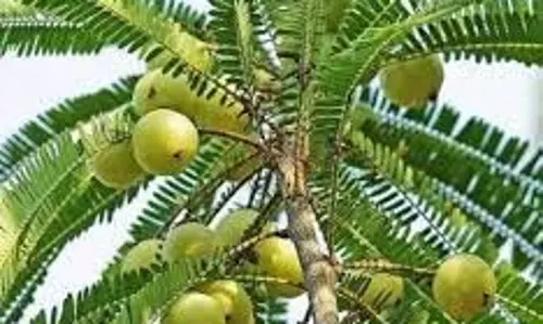 Spiritual Plants: इन पवित्र पौधों में माना जाता है देवी-देवताओं का वास, पूजा करने से खुलते हैं भाग्य के दरवाजे Spiritual Plants: इन पवित्र पौधों में माना जाता है देवी-देवताओं का वास, पूजा करने से खुलते हैं भाग्य के दरवाजे