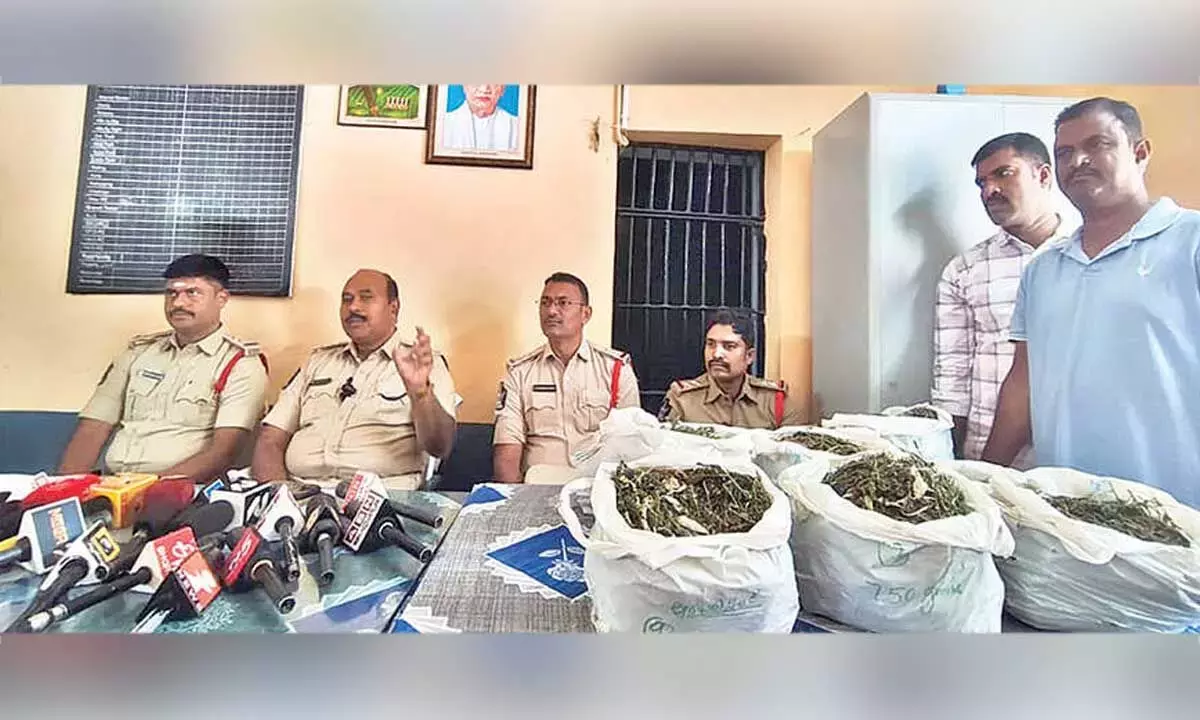 Andhra: अलूर में सूखा गांजा और 300 गांजे के पौधे जब्त
