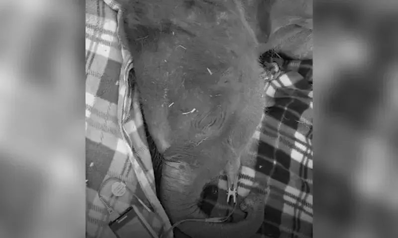 Assam: ट्रेन की टक्कर से सात हाथियों की मौत, बाद में एक बच्चे की भी मौत