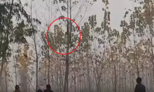 ये क्या दिख गया पेड़ की टहनी पर, मंजर देख होश फाख्ता हो जाएंगे... ये क्या दिख गया पेड़ की टहनी पर, मंजर देख होश फाख्ता हो जाएंगे...