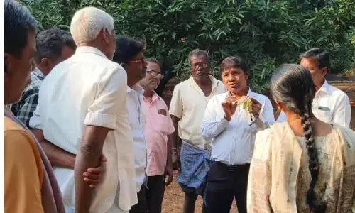 Jagtial में आम के किसानों के बीच फूलों में देरी से चिंता बढ़ गई है