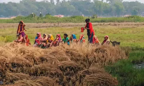 धान कटाई को लेकर Kendrapara में तनाव, निषेधाज्ञा धान कटाई को लेकर Kendrapara में तनाव, निषेधाज्ञा
