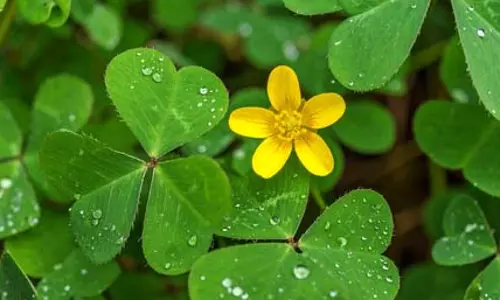 चांगेरी: पाचन, इम्यूनिटी और त्वचा के लिए जादुई औषधीय पौधा, जानें फायदे चांगेरी: पाचन, इम्यूनिटी और त्वचा के लिए जादुई औषधीय पौधा, जानें फायदे
