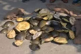 Jharkhand: कछुआ तस्करी का भंडाफोड़, तीन तस्कर गिरफ्तार Jharkhand: कछुआ तस्करी का भंडाफोड़, तीन तस्कर गिरफ्तार
