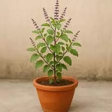 Tulsi Pujan Diwas 2025: तुलसी पूजन दिवस कब मनाया जाएगा 24 और 25 दिसंबर, जानें सही डेट और पूजा नियम Tulsi Pujan Diwas 2025: तुलसी पूजन दिवस कब मनाया जाएगा 24 और 25 दिसंबर, जानें सही डेट और पूजा नियम