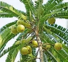 Spiritual Plants: इन पवित्र पौधों में माना जाता है देवी-देवताओं का वास, पूजा करने से खुलते हैं भाग्य के दरवाजे Spiritual Plants: इन पवित्र पौधों में माना जाता है देवी-देवताओं का वास, पूजा करने से खुलते हैं भाग्य के दरवाजे