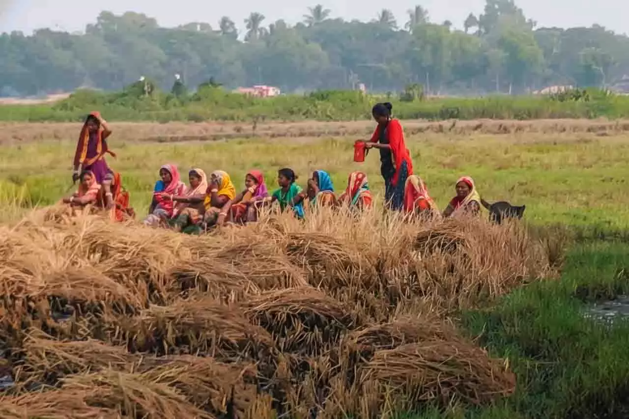 धान कटाई को लेकर Kendrapara में तनाव, निषेधाज्ञा धान कटाई को लेकर Kendrapara में तनाव, निषेधाज्ञा