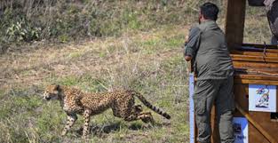 Central Zoo अथॉरिटी ने 50 तेंदुओं को जामनगर फैसिलिटी में शिफ्ट करने की मंज़ूरी दी