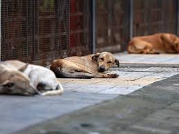 Stray animals के लिए MCD हेल्पलाइन नंबर सड़कों के किनारे डिस्प्ले किए जाएंगे