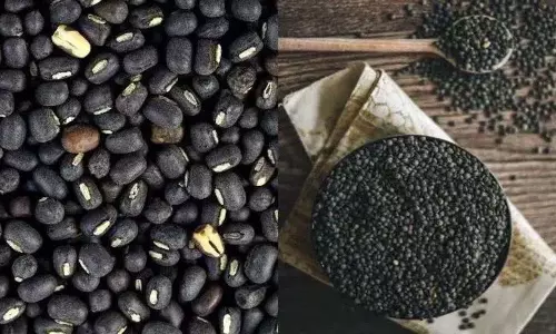 इन अद्भुत स्वास्थ्य लाभों के लिए नियमित रूप से Black Gram खाएं