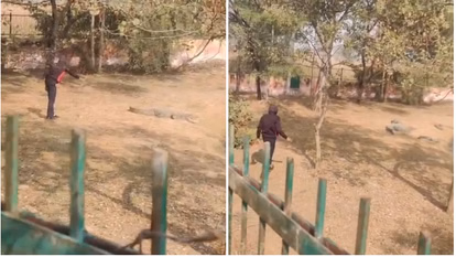 Rohtak: तिलयार चिड़ियाघर में मगरमच्छ बाड़े में युवक, पत्थर और डंडे से हमला Rohtak: तिलयार चिड़ियाघर में मगरमच्छ बाड़े में युवक, पत्थर और डंडे से हमला