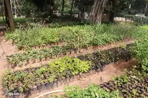 TTD तिरुमाला में औषधीय पौधों के संरक्षण के लिए एक पवित्र हर्बल गार्डन बनाएगा TTD तिरुमाला में औषधीय पौधों के संरक्षण के लिए एक पवित्र हर्बल गार्डन बनाएगा