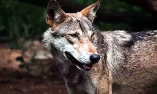 Bahraich में भेड़िये ने 3 साल के बच्चे को मां की गोद से छीना, शव मिला Bahraich में भेड़िये ने 3 साल के बच्चे को मां की गोद से छीना, शव मिला