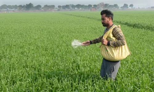 रबी फसल के तहत बोया गया क्षेत्र बढ़कर 580 लाख हेक्टेयर पार