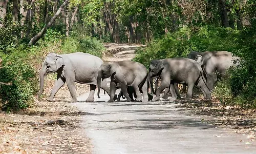 जलदापारा वन विभाग रेलवे लाइनों पर CCTV कैमरे लगाएगा जलदापारा वन विभाग रेलवे लाइनों पर CCTV कैमरे लगाएगा