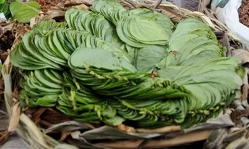 संक्रमण से रक्षा और पाचन का प्राकृतिक उपाय है पान का पत्ता संक्रमण से रक्षा और पाचन का प्राकृतिक उपाय है पान का पत्ता