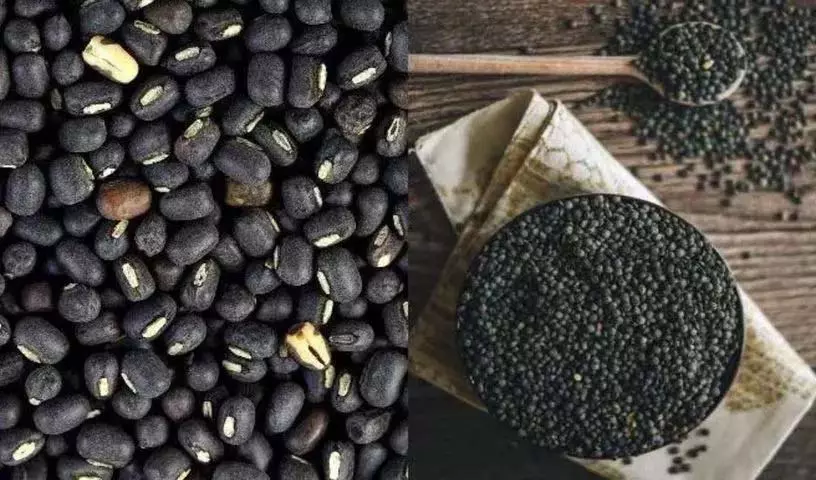 इन अद्भुत स्वास्थ्य लाभों के लिए नियमित रूप से Black Gram खाएं इन अद्भुत स्वास्थ्य लाभों के लिए नियमित रूप से Black Gram खाएं