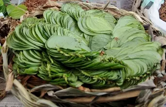 संक्रमण से रक्षा और पाचन का प्राकृतिक उपाय है पान का पत्ता संक्रमण से रक्षा और पाचन का प्राकृतिक उपाय है पान का पत्ता