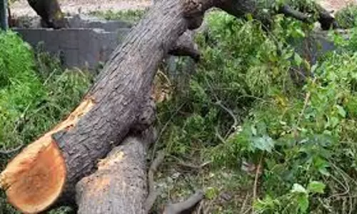 Prayagraj: स्कूल में पेड़ तोड़ने का मामला, प्रशासन की निष्क्रियता पर सवाल Prayagraj: स्कूल में पेड़ तोड़ने का मामला, प्रशासन की निष्क्रियता पर सवाल