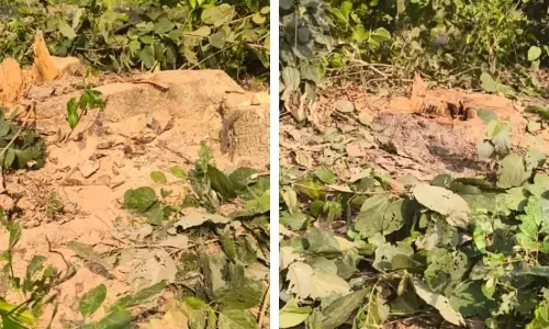 Shahjahanpur: पेड़ों की सुरक्षा पर उठे सवाल, जिम्मेदार अनजान Shahjahanpur: पेड़ों की सुरक्षा पर उठे सवाल, जिम्मेदार अनजान
