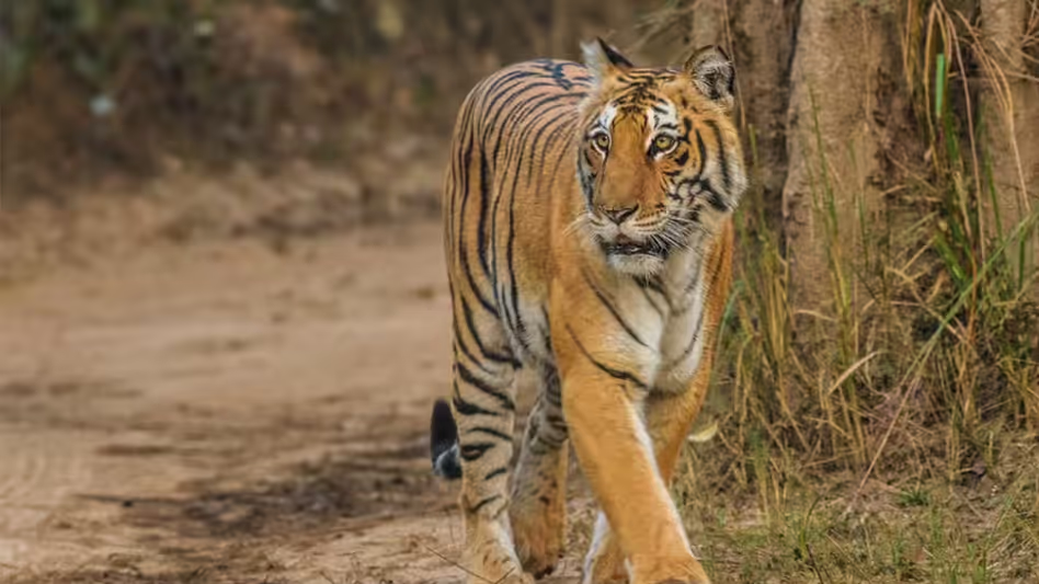 Assam से पश्चिम बंगाल में बाघों को शिफ्ट करने में देरी हुई
