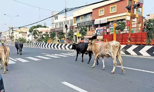 ECR पर मवेशियों का राज है, इंसान जगह के लिए धक्का-मुक्की कर रहे हैं ECR पर मवेशियों का राज है, इंसान जगह के लिए धक्का-मुक्की कर रहे हैं