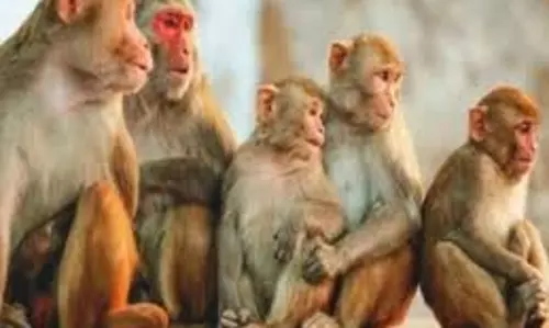 Compil: बंदरों की तोड़-फोड़, कम्पिल में जनजीवन अस्त-व्यस्त Compil: बंदरों की तोड़-फोड़, कम्पिल में जनजीवन अस्त-व्यस्त