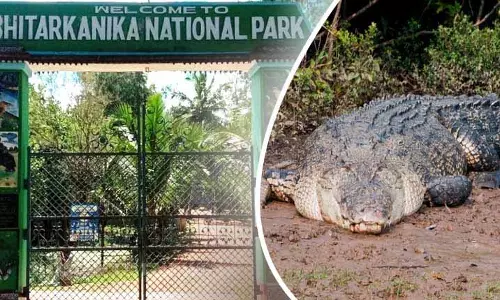 मगरमच्छों की गिनती के लिए Bhitarkanika नेशनल पार्क 3 दिनों तक बंद रहेगा मगरमच्छों की गिनती के लिए Bhitarkanika नेशनल पार्क 3 दिनों तक बंद रहेगा