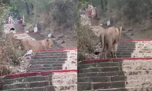 Gujarat: जैन तीर्थ पालिताना में शेर शांत ढंग से घूमता देखा गया