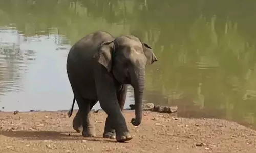 Odisha में घायल हाथी की इलाज के दौरान मौत, ज़हर देने का शक Odisha में घायल हाथी की इलाज के दौरान मौत, ज़हर देने का शक