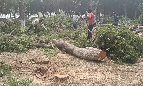 एमसी ने Amritsar में अवैध पेड़ काटने वालों के खिलाफ सख्त कार्रवाई की चेतावनी दी है एमसी ने Amritsar में अवैध पेड़ काटने वालों के खिलाफ सख्त कार्रवाई की चेतावनी दी है