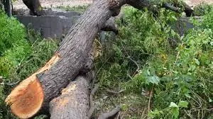 Prayagraj: स्कूल में पेड़ तोड़ने का मामला, प्रशासन की निष्क्रियता पर सवाल Prayagraj: स्कूल में पेड़ तोड़ने का मामला, प्रशासन की निष्क्रियता पर सवाल