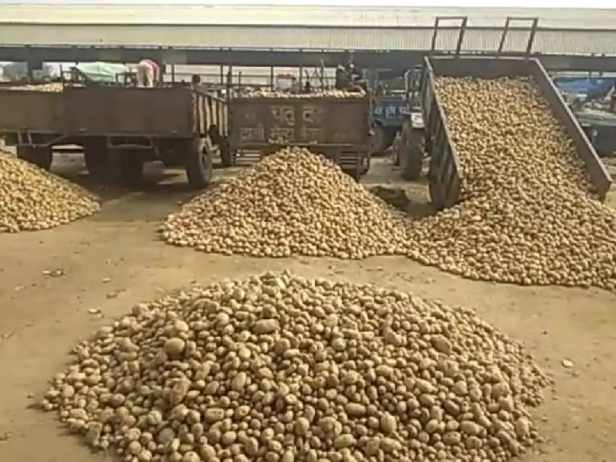 Farrukhabad: सातनपुर मंडी में आलू महंगा, प्रति कुंतल 501 से 611 रुपये Farrukhabad: सातनपुर मंडी में आलू महंगा, प्रति कुंतल 501 से 611 रुपये