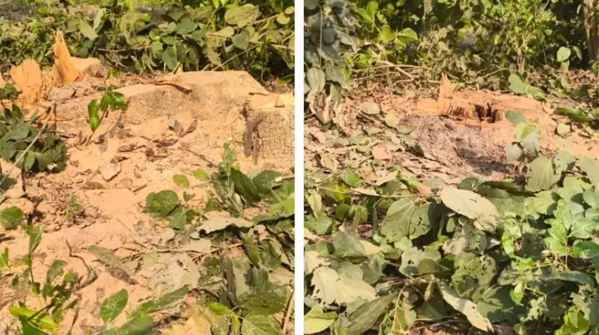 Shahjahanpur: पेड़ों की सुरक्षा पर उठे सवाल, जिम्मेदार अनजान Shahjahanpur: पेड़ों की सुरक्षा पर उठे सवाल, जिम्मेदार अनजान