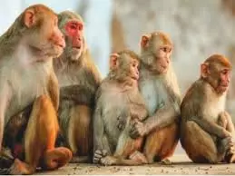 Compil: बंदरों की तोड़-फोड़, कम्पिल में जनजीवन अस्त-व्यस्त Compil: बंदरों की तोड़-फोड़, कम्पिल में जनजीवन अस्त-व्यस्त