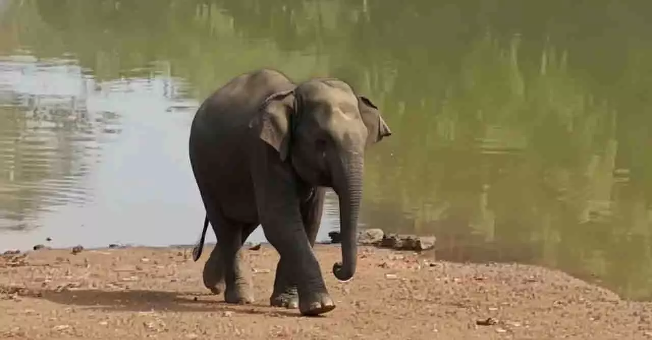 Odisha में घायल हाथी की इलाज के दौरान मौत, ज़हर देने का शक Odisha में घायल हाथी की इलाज के दौरान मौत, ज़हर देने का शक