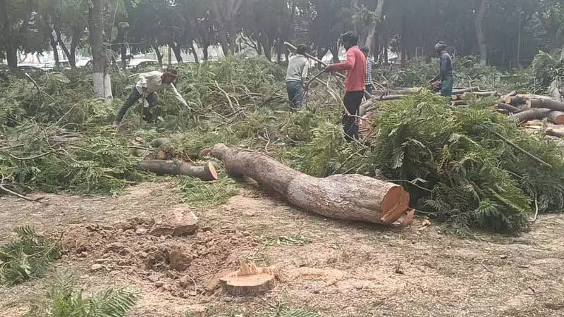 एमसी ने Amritsar में अवैध पेड़ काटने वालों के खिलाफ सख्त कार्रवाई की चेतावनी दी है एमसी ने Amritsar में अवैध पेड़ काटने वालों के खिलाफ सख्त कार्रवाई की चेतावनी दी है
