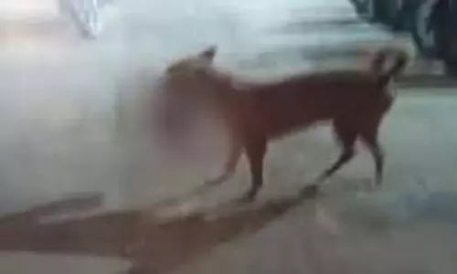 Shimla: कुत्ते के मुंह में मिला नवजात का शव,फैली सनसनी Shimla: कुत्ते के मुंह में मिला नवजात का शव,फैली सनसनी