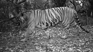 Sahyadri Tiger रिजर्व राष्ट्रीय बाघ गणना के लिए तैयार हो रहा
