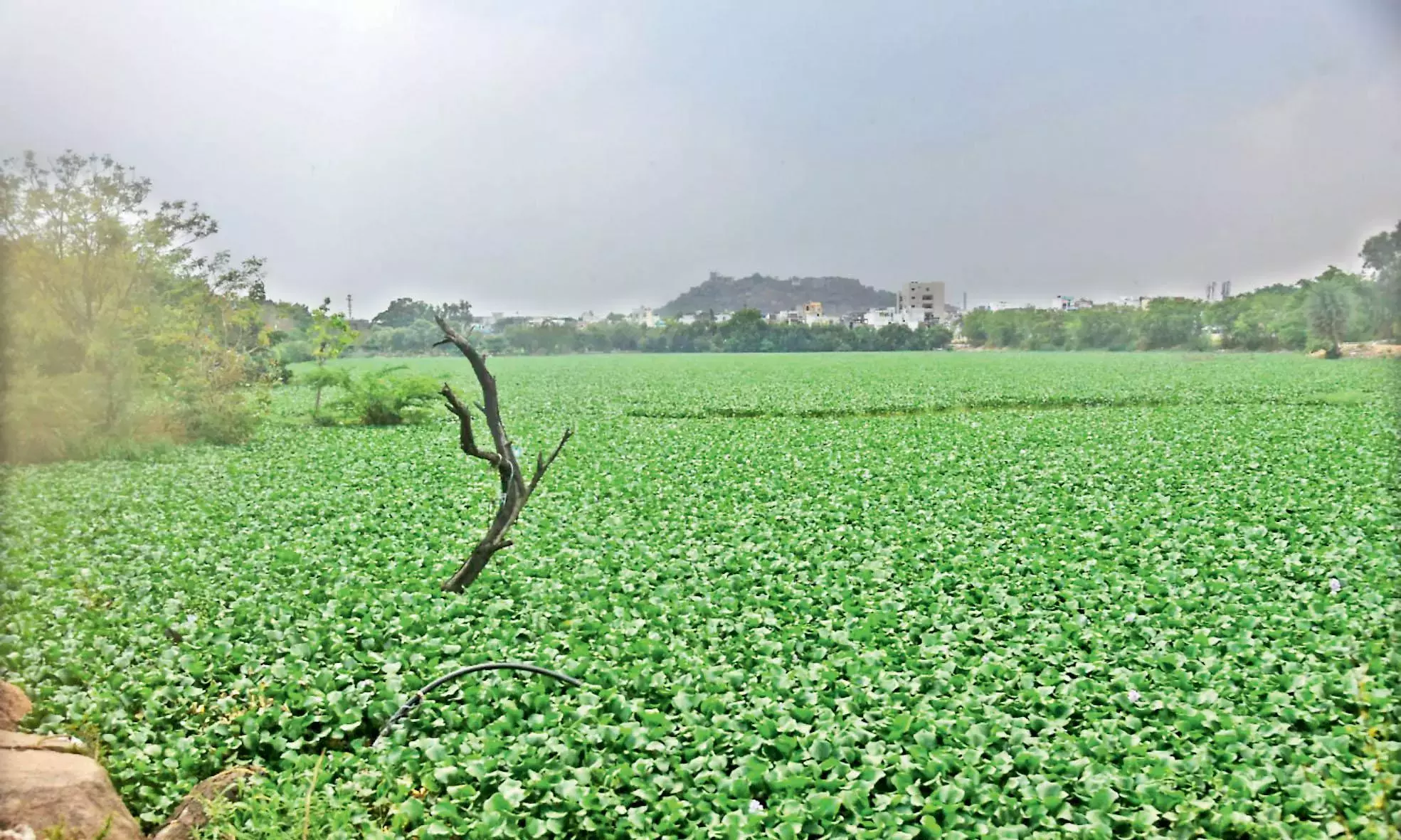 Telangana: हायसिंथ ने शहर की झीलों पर कब्ज़ा कर लिया है, मच्छरों का खतरा बढ़ गया है Telangana: हायसिंथ ने शहर की झीलों पर कब्ज़ा कर लिया है, मच्छरों का खतरा बढ़ गया है