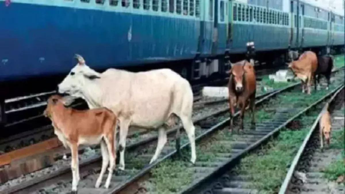 Lucknow: रेलवे ट्रैक पर हादसा, गर्भवती गाय की जान गई