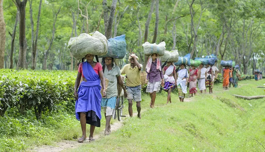 Assam: ज़मीन का पट्टा मिला, पर चाय बागान मज़दूर अधिकारों से वंचित Assam: ज़मीन का पट्टा मिला, पर चाय बागान मज़दूर अधिकारों से वंचित