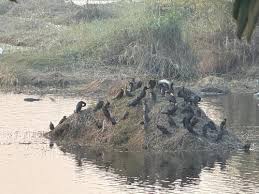 Akera-Kotla lake झील में प्रवासी पक्षियों के अवैध शिकार को लेकर FIR दर्ज की गई