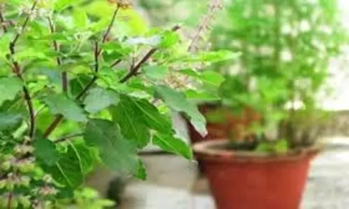 Tulsi Pujan Diwas 2025: संकट से पहले संकेत देती हैं तुलसी माता, जानें पूजा का महत्व और विधि