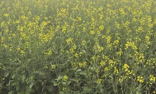 Kurukshetra में किसानों के गेहूं के अलावा दूसरी फसलों की ओर रुख करने से तिलहन की खेती को बढ़ावा मिला Kurukshetra में किसानों के गेहूं के अलावा दूसरी फसलों की ओर रुख करने से तिलहन की खेती को बढ़ावा मिला