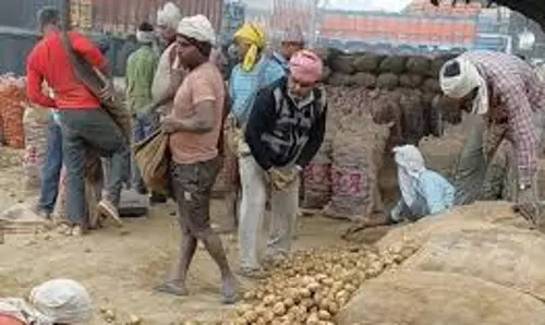 Farrukhabad: सातनपुर में आलू के कारण सड़क पर अफरा-तफरी