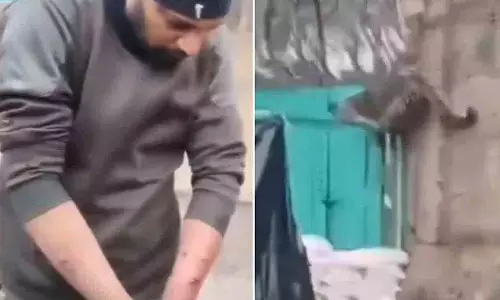 CRPF कैंप में घुसा तेंदुआ, एक जवान घायल CRPF कैंप में घुसा तेंदुआ, एक जवान घायल